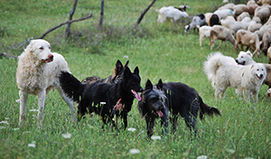 cani paratori e mastini abruzzesi al lavoro con le pecore